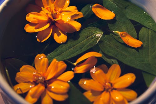 Foto profissional grátis de aroma, aromático, fechar-se