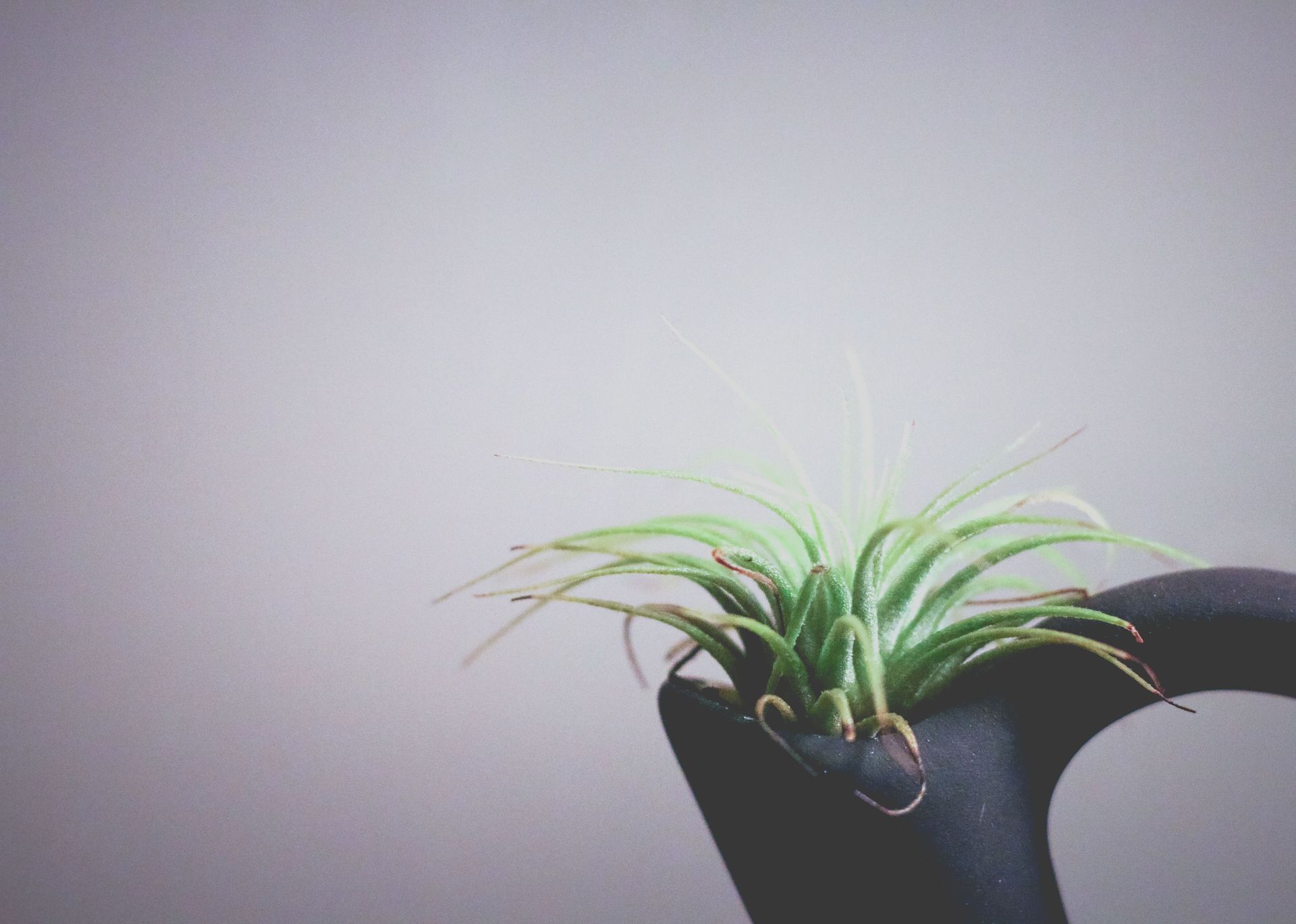 Close-up of an air plant in a black pot, captured with a minimalist background.