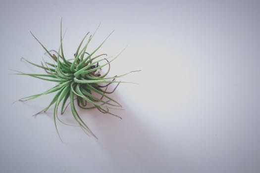 纯白色表面上展示着美观的提兰兰属空气植物