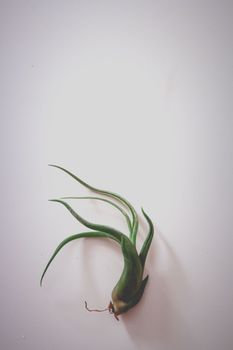 一株孤独的蒂兰西亚空气植物，置于光滑、极简的表面上，捕捉着自然之美