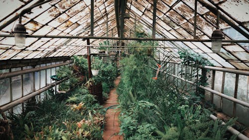 Plants Inside Greenhouse