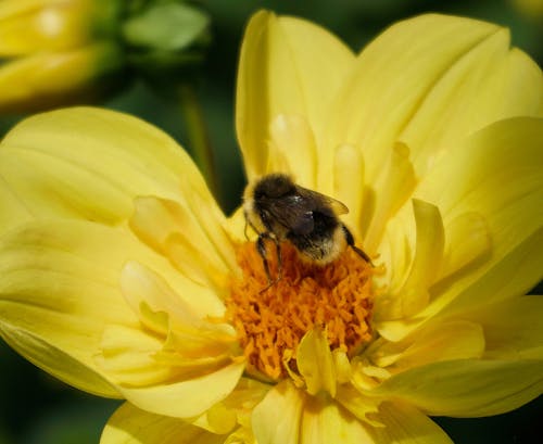 Kostnadsfri bild av bi, flora, gul blomma