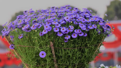Fotobanka s bezplatnými fotkami na tému kvet, nádherné kvety, purpurová