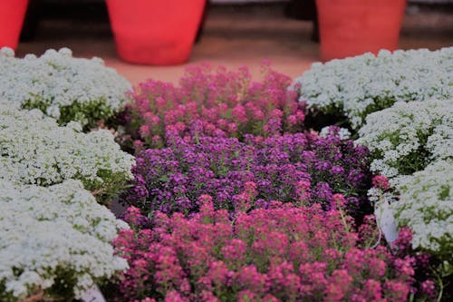 Fotobanka s bezplatnými fotkami na tému floer, kvety, kytica