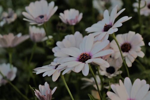 Fotobanka s bezplatnými fotkami na tému floer, kvety, kytica