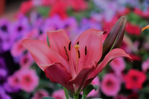 Fotobanka s bezplatnými fotkami na tému floer, kvety, kytica