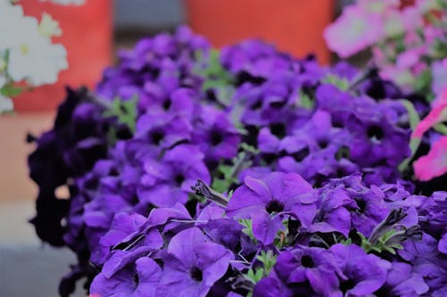 Fotobanka s bezplatnými fotkami na tému floer, kvety, kytica