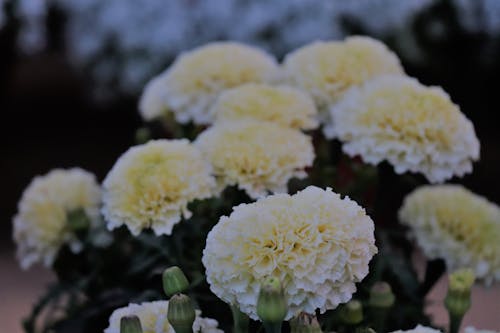 Fotobanka s bezplatnými fotkami na tému floer, kvety, kytica