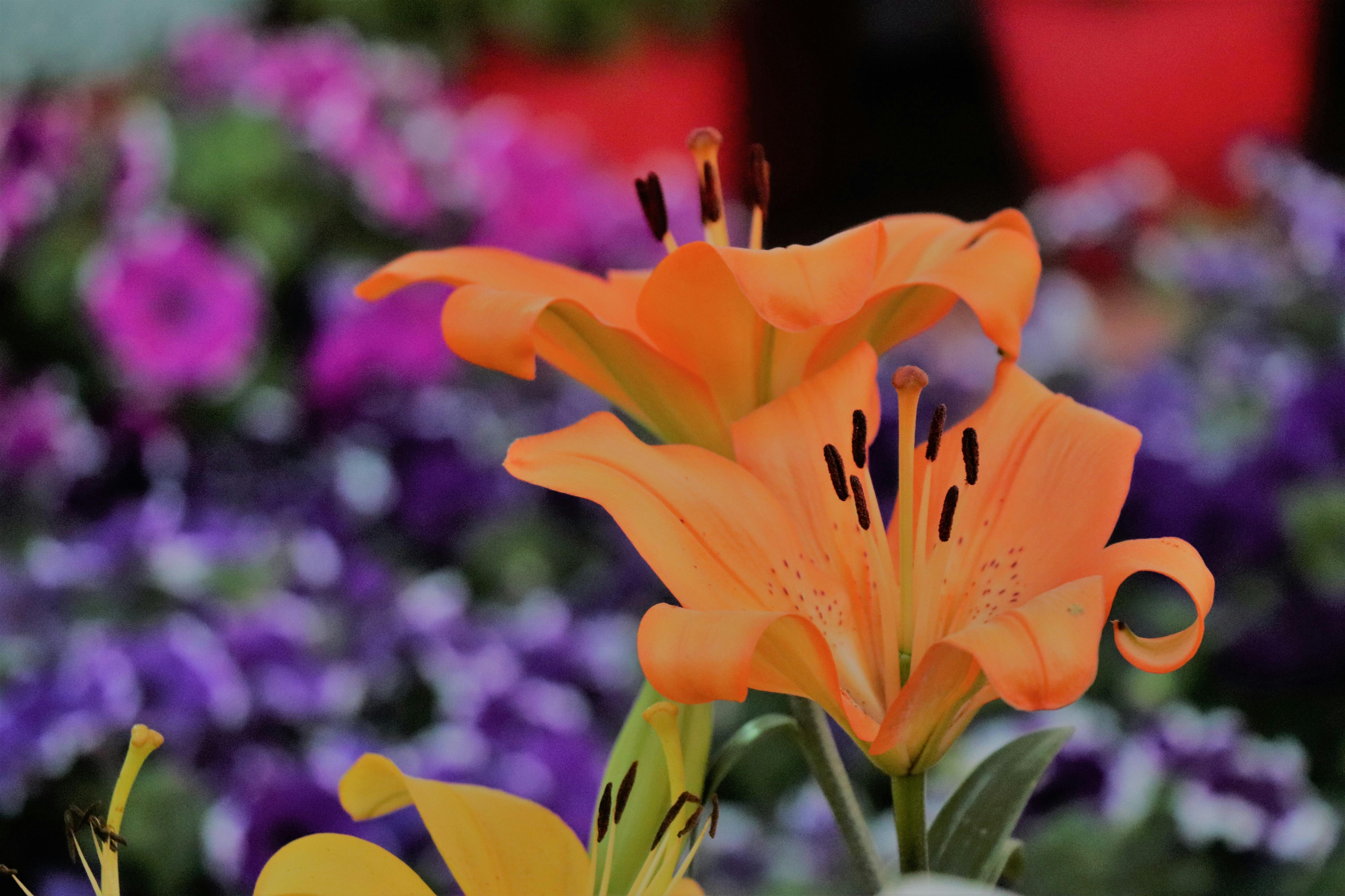 Free stock photo of blue flowers, bunch, bunch of flowers