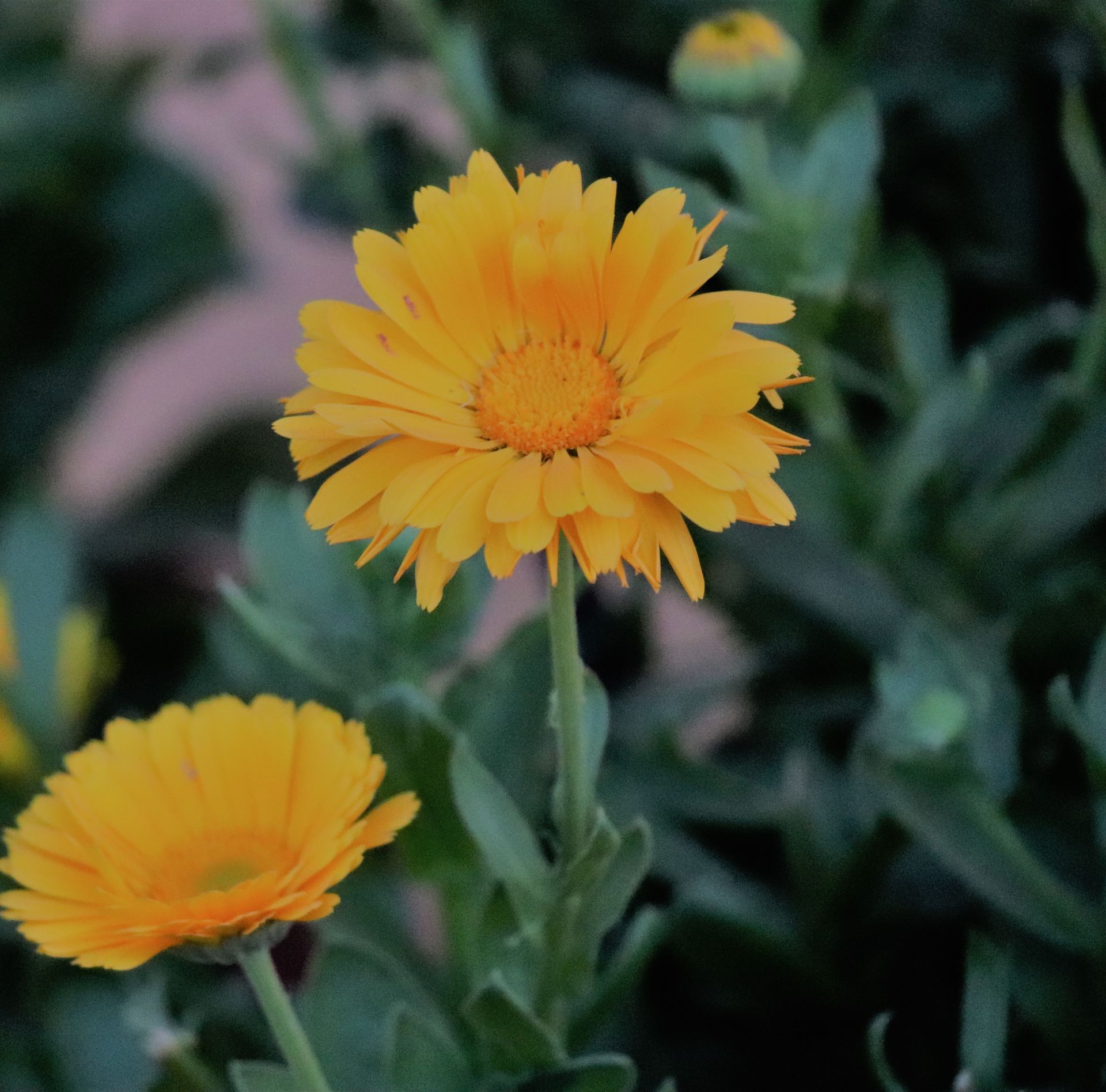 Close-up of vibrant yellow calendula flowers blooming in a garden setting.