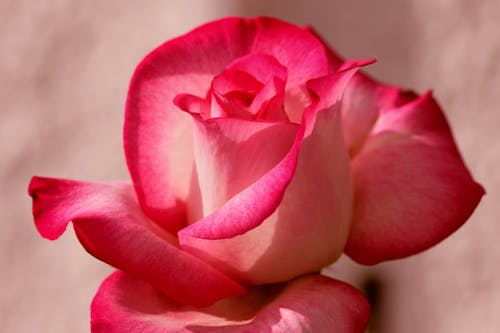 Close-Up Photo of a Rose Flower in Bloom