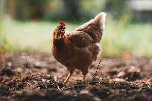 Close-Up Photo of a Brown Hen on the Soil