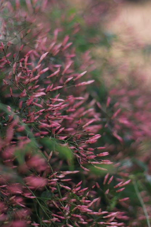 Foto d'estoc gratuïta de botões de jasmim, brots de flors, gessamí