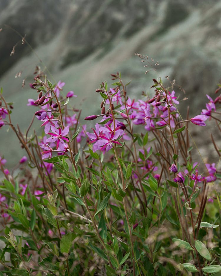 Close Up Shot Of A Dwarf Fireweed