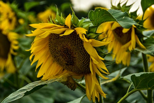 Darmowe zdjęcie z galerii z flora, fotografia kwiatowa, kwiat