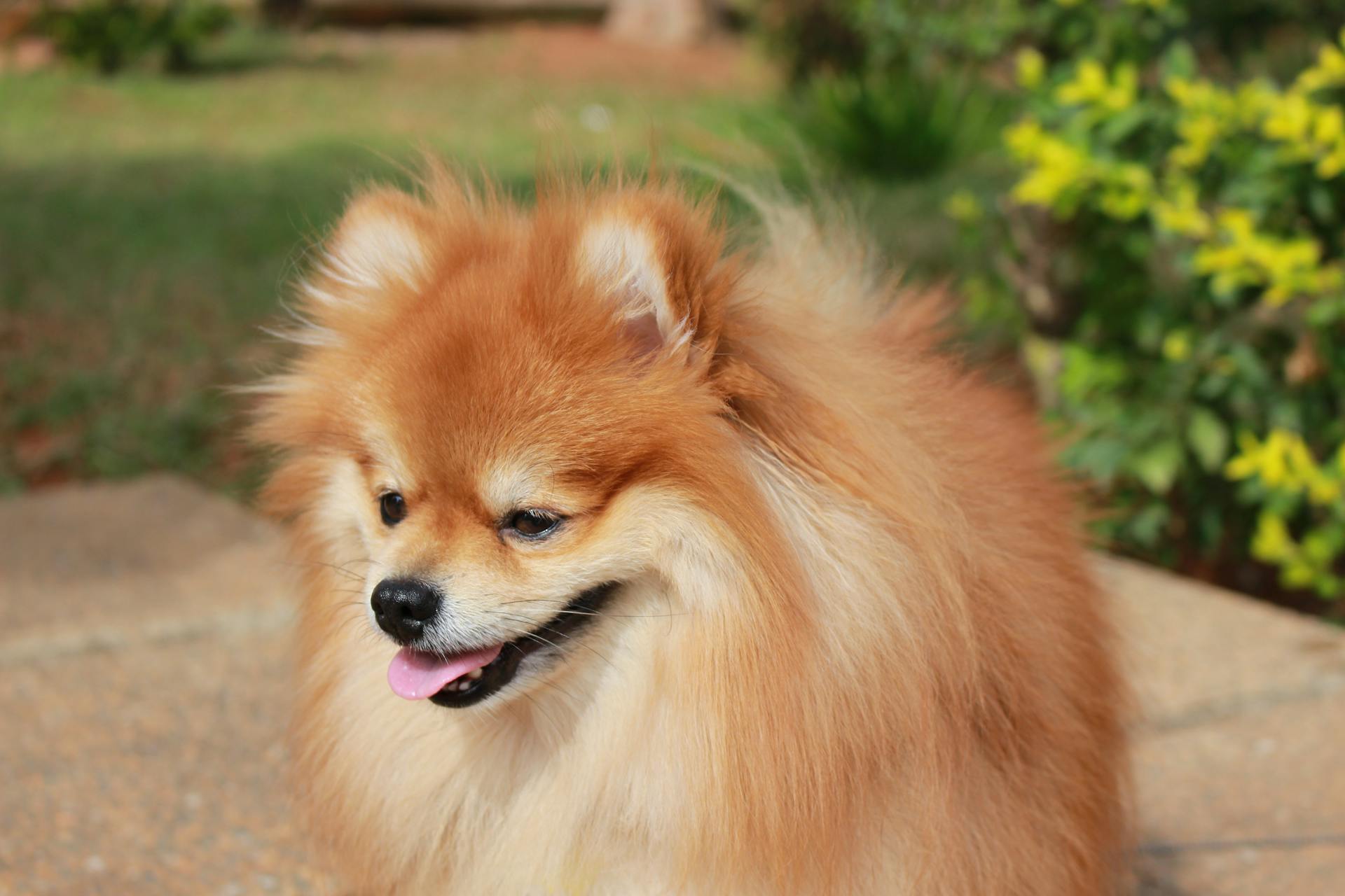 Brown Pomeranian on Pavement