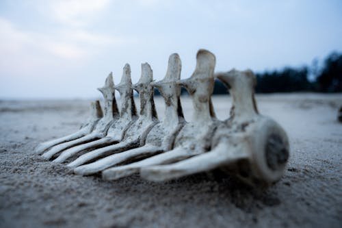 Free White Bone on the Sand Stock Photo