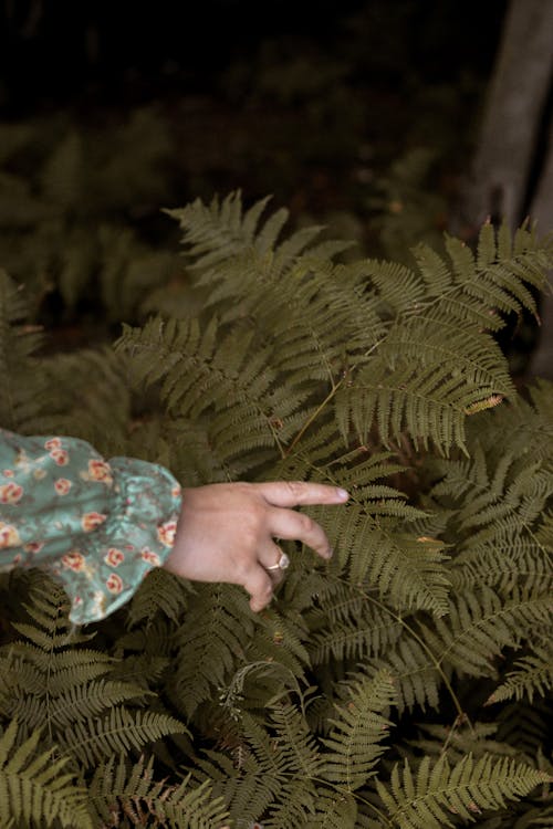 Person Touching Fern Leaves