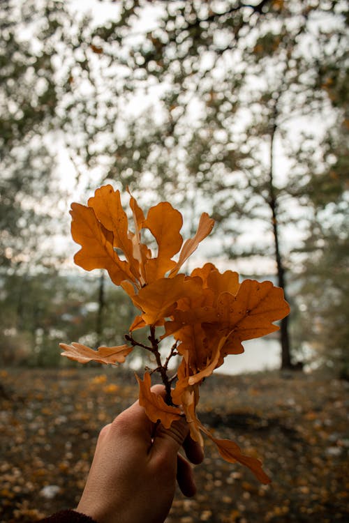 Maple Leaves on a Person's Hand