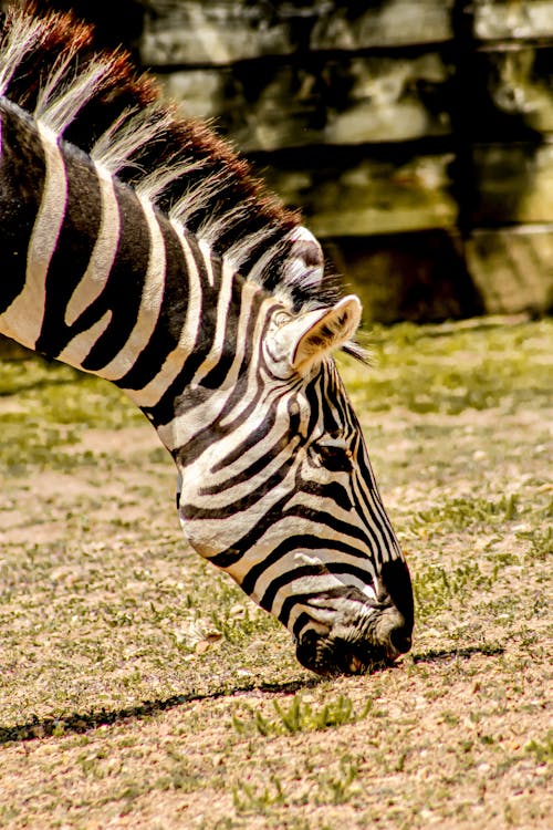A Zebra Eating Grass