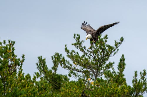 A Bald Eagle Flying over Green Tree