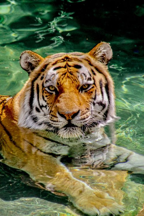 Free A powerful tiger enjoying a swim, showcasing its majestic features in clear water. Stock Photo