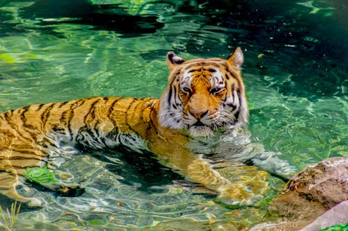 A Tiger Lying on the Water