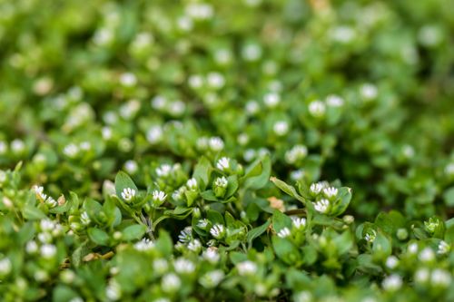 Free Vibrant green plants with small white flowers in a natural setting, showcasing lush foliage. Stock Photo