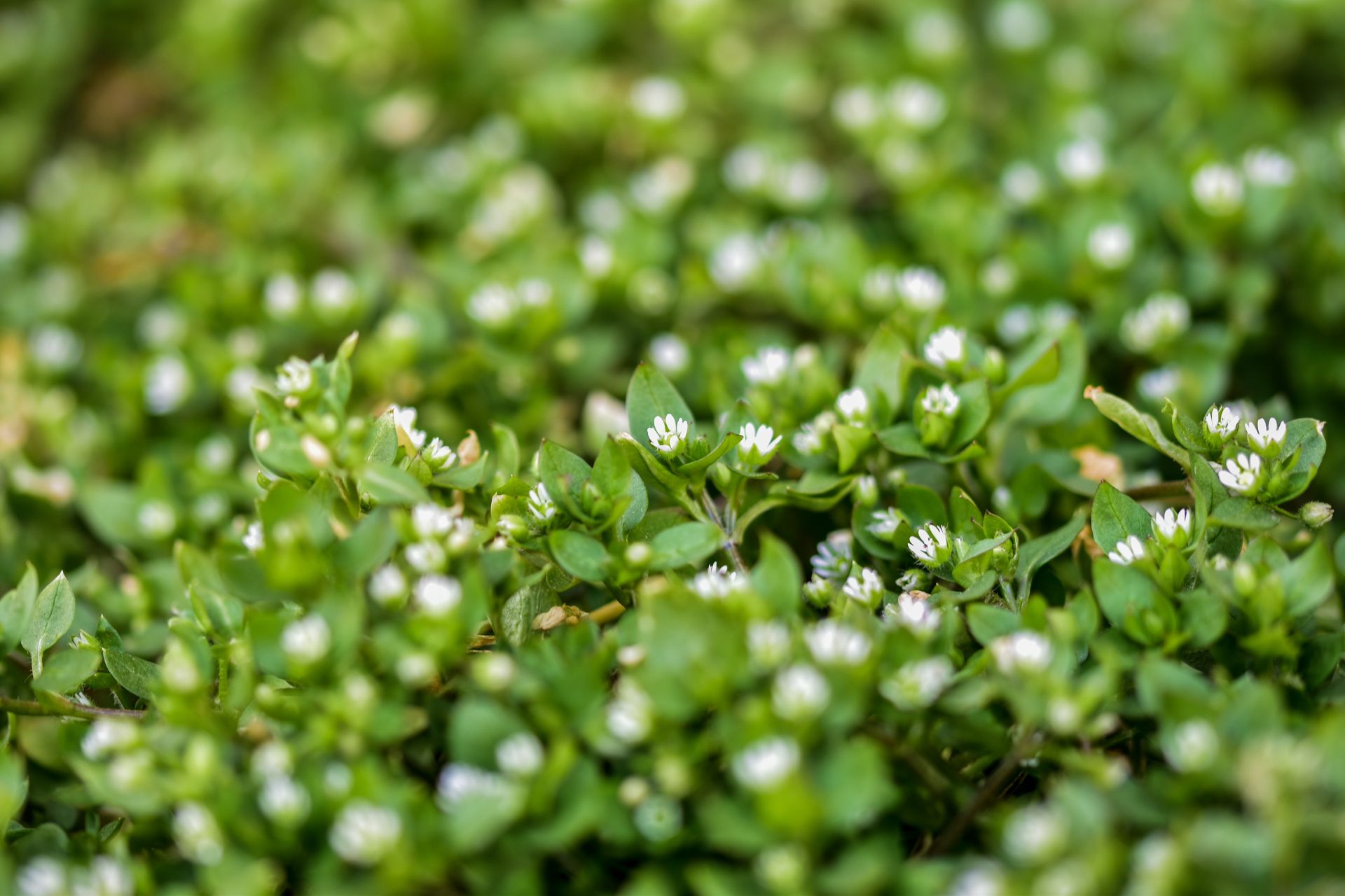 A lush green field of small plants with delicate white flowers in focus.