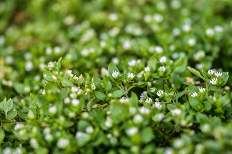 Small White Flowers Among Leaves