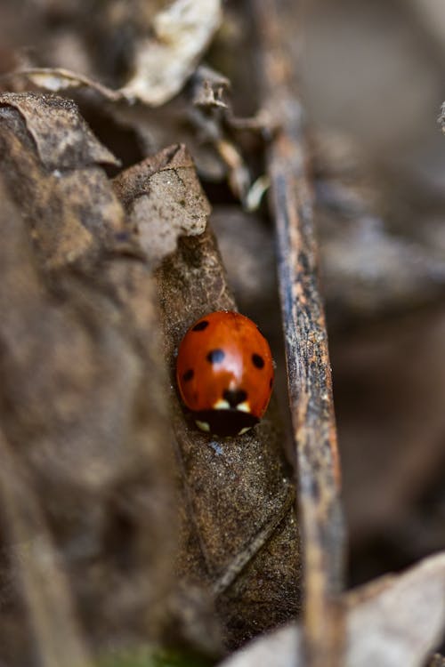 Free A Ladybug on Brown Leaf Stock Photo