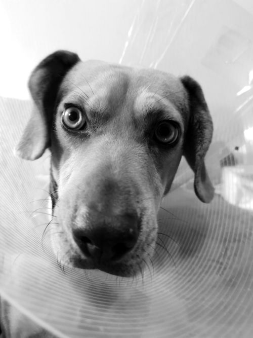 Free stock photo of bnw, cute dog, cute puppy Stock Photo