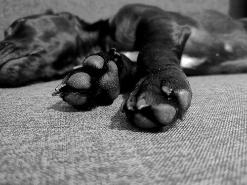 Free stock photo of asleep, black dog, bnw Stock Photo