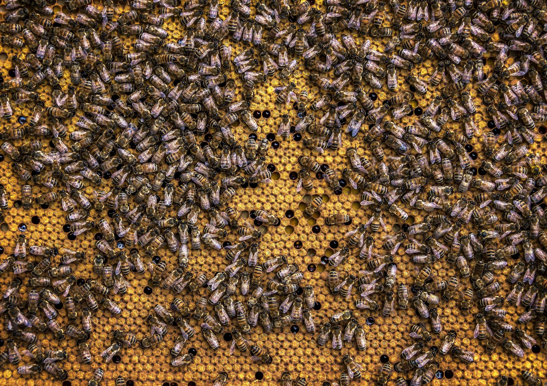 Swarm Of Honey Bees · Free Stock Photo