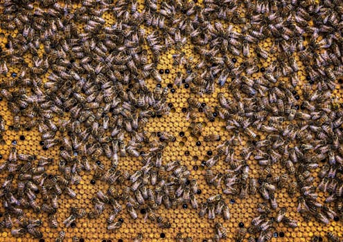 Swarm Of Honey Bees