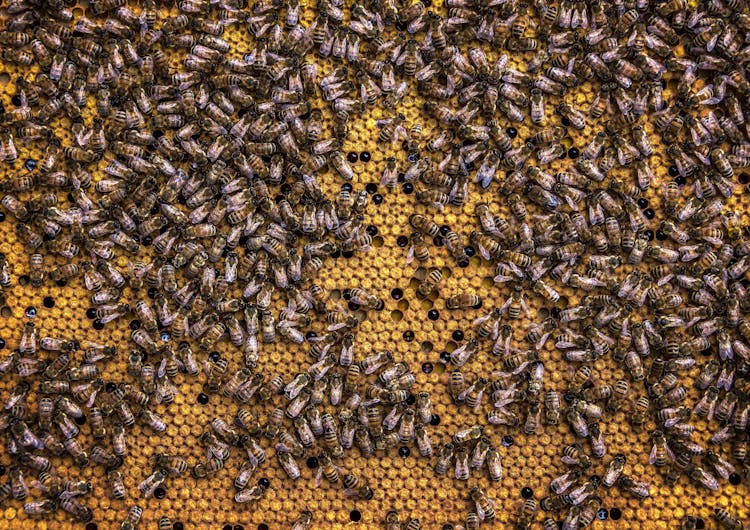 Swarm Of Honey Bees