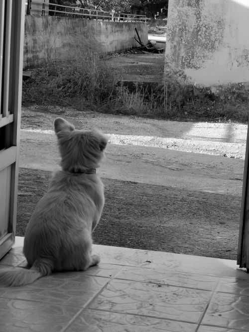 Free stock photo of beautiful nature, bnw, country Stock Photo