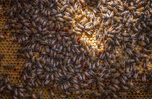 Δωρεάν στοκ φωτογραφιών με έντομα, κερήθρα, κερί μέλισσας