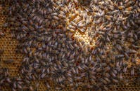 宏观镜头下，蜜蜂在自然光中于蜂巢上辛勤工作