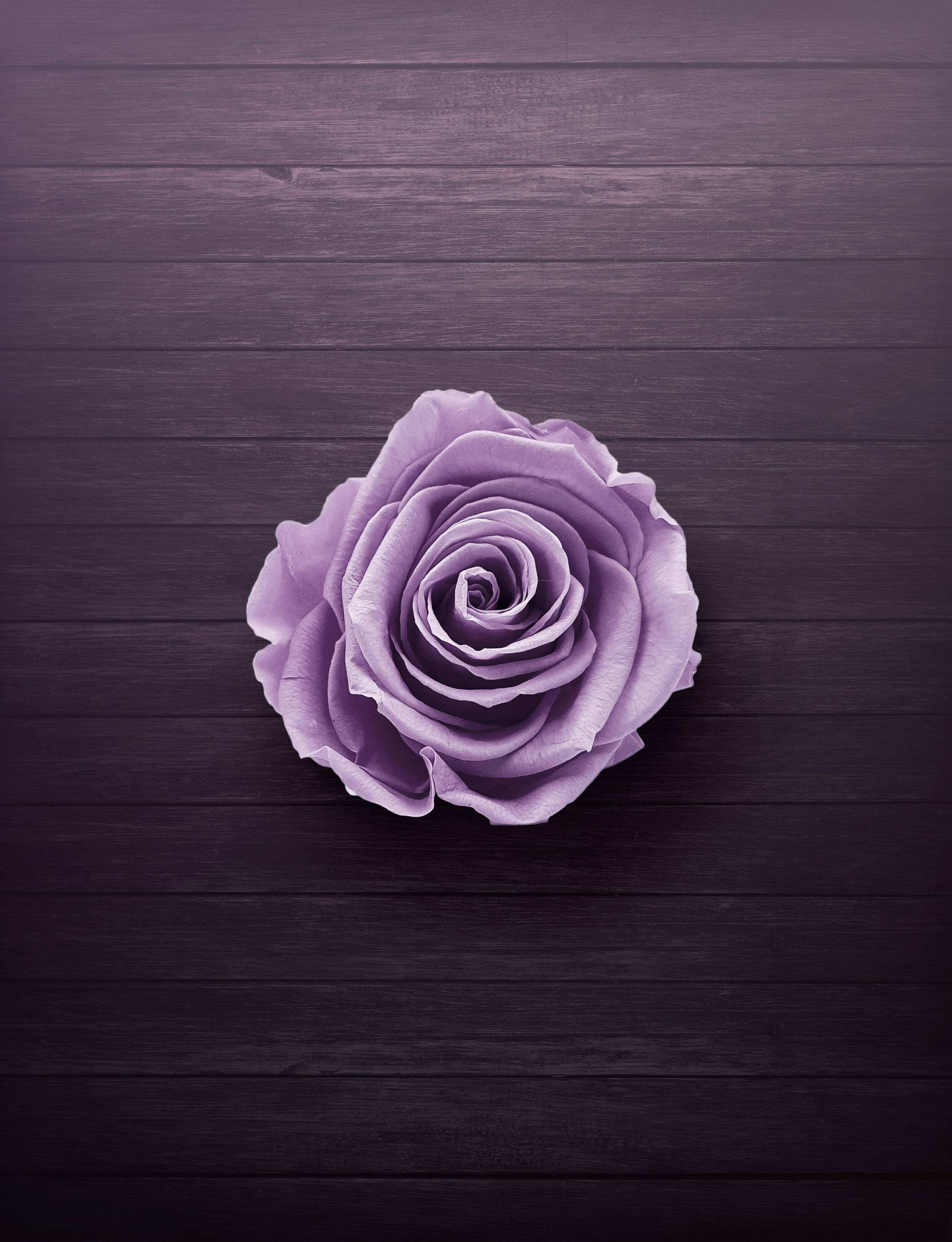 Purple rose on purple background with water ripples and white flowers Copy  space Vertical photo Stock Photo  Alamy