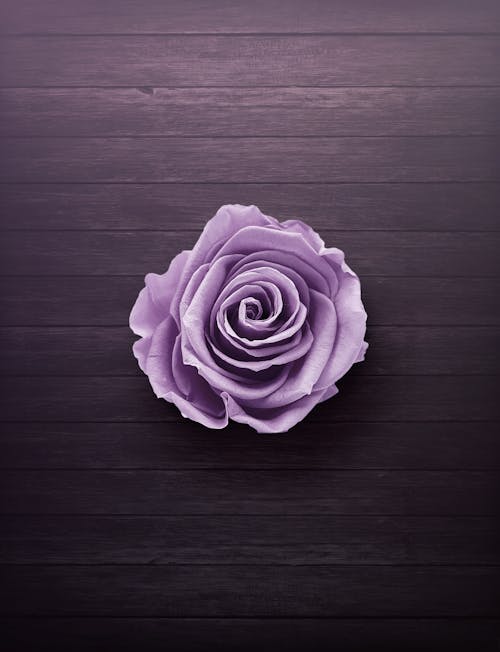 Free Purple Rose On Wooden Surface Stock Photo