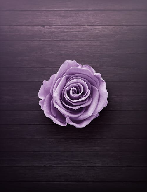 Purple Rose On Wooden Surface