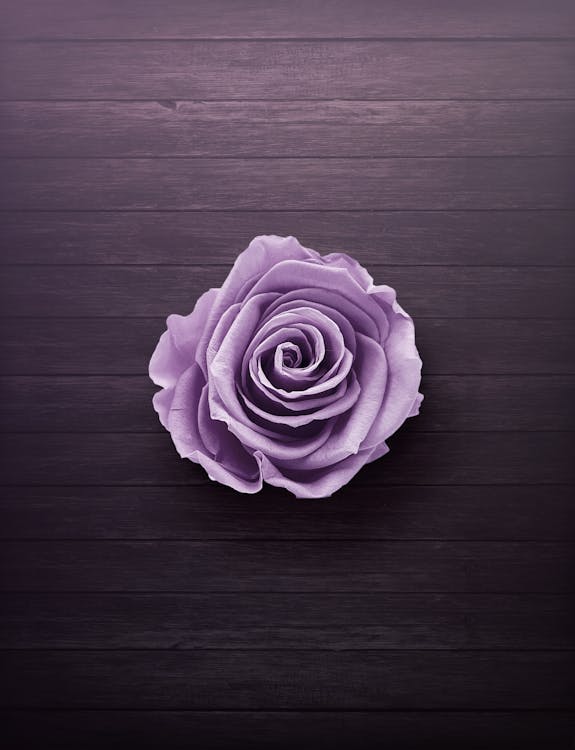 Základová fotografie zdarma na téma fialová, flóra, kvést