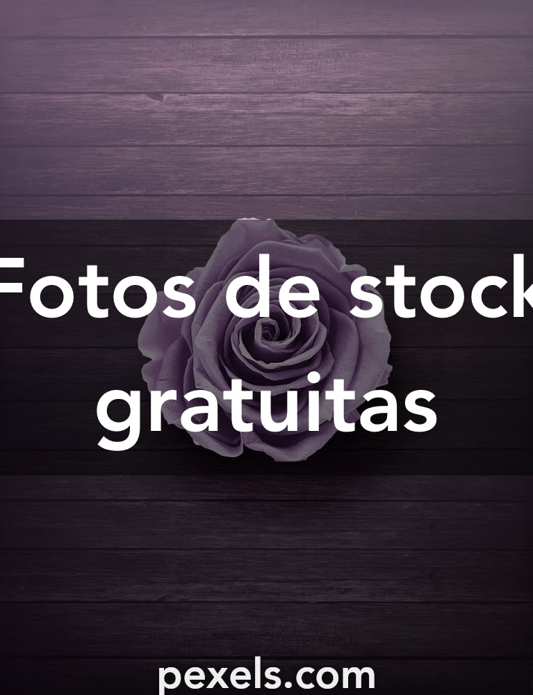 + Fotos y Imágenes de Rosas moradas Gratis · Banco de Fotos Gratis