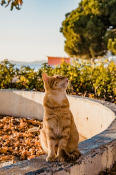 A ginger cat sitting in a sunny park with lush greenery and clear skies, showcasing relaxing vibes.