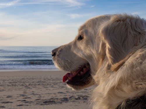 Golden Retriever on Beach Shore