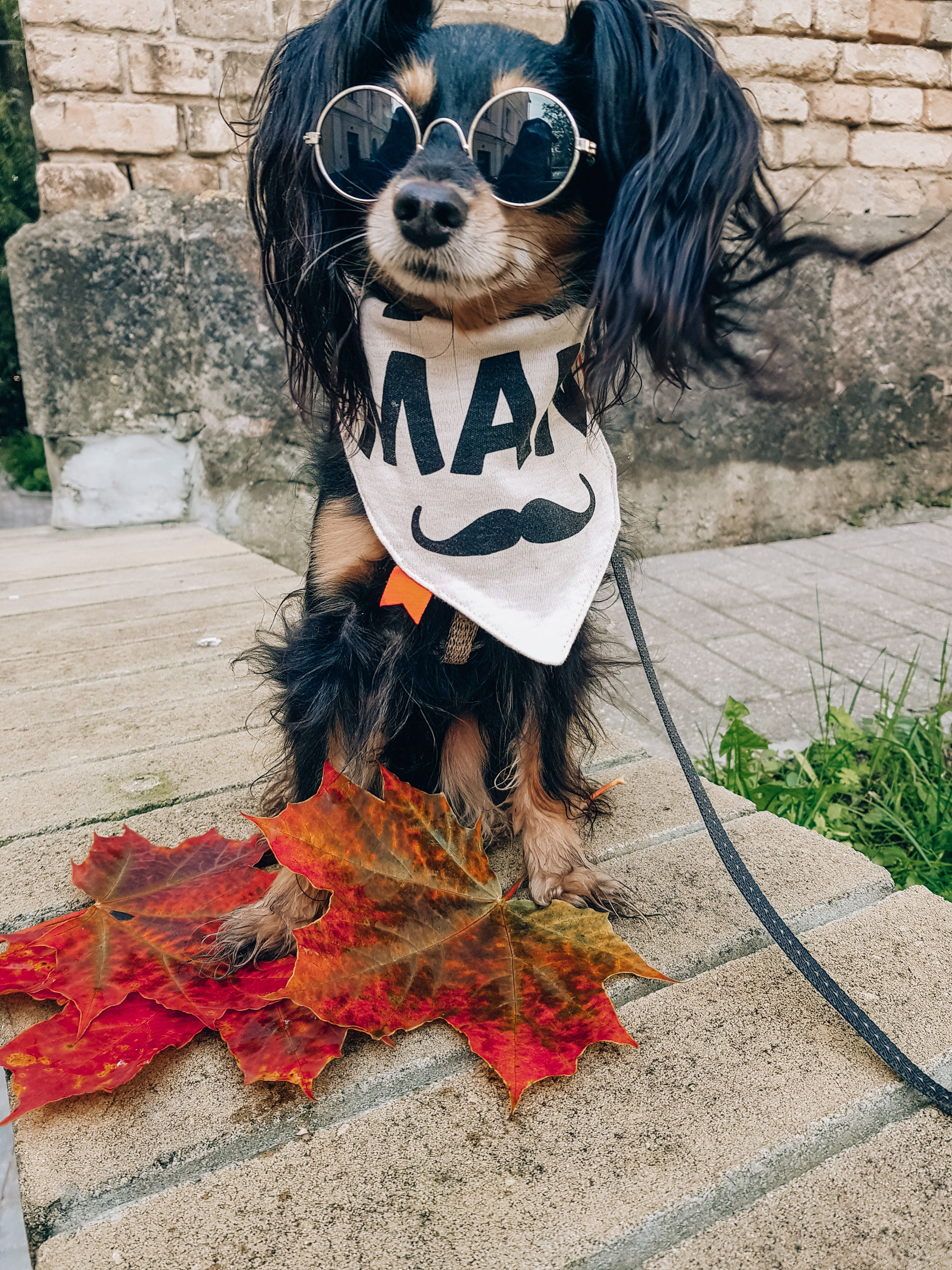 A Dog with Sunglasses and a Scarf Sitting on the Concrete Pavement ...