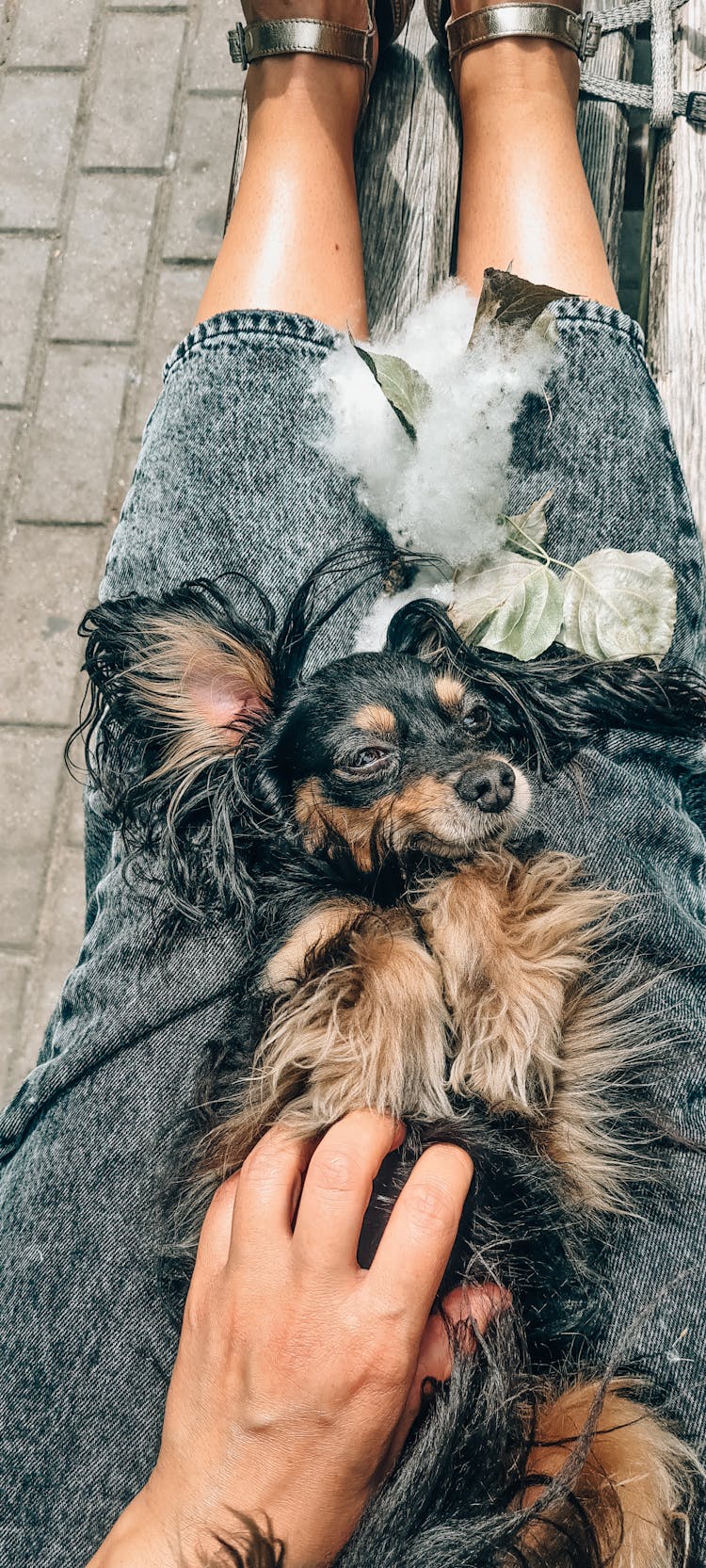 A Person Cuddles The Dog On The Lap