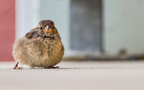 Free Brown Bird on Concrete Surface Stock Photo