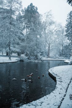 冬季，德国波恩一条宁静的河面上白雪皑皑，成群的鸭子在水中游弋